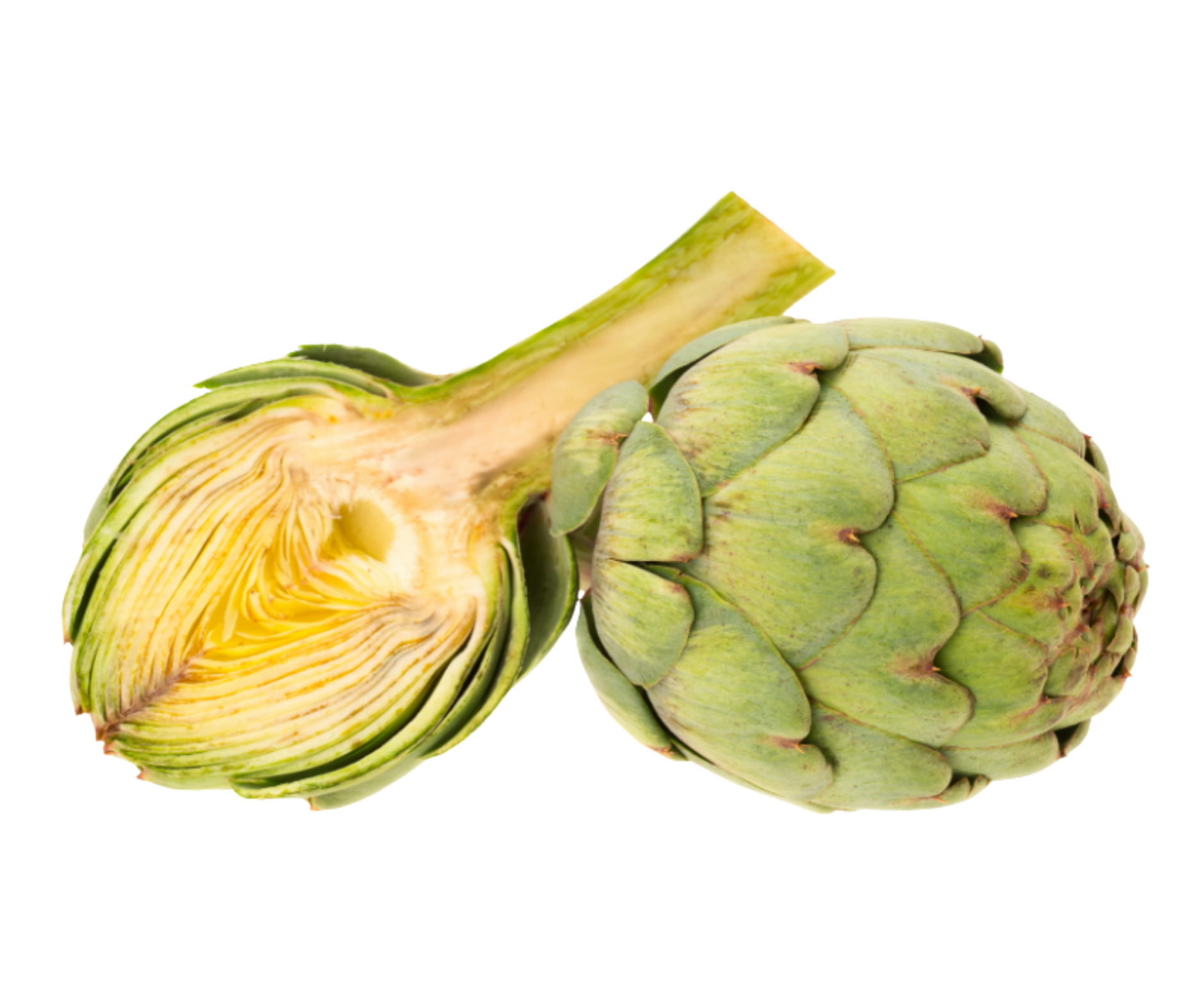 artichoke alcachofa export spain