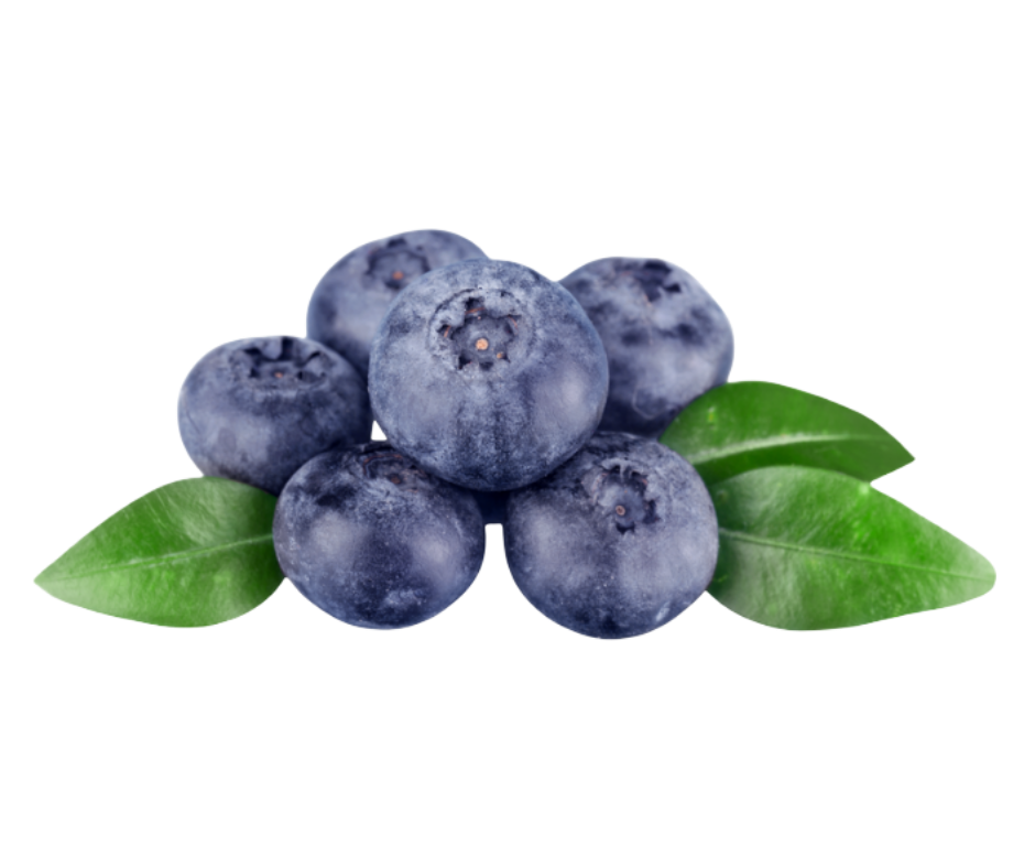 blueberry arandanos export spain