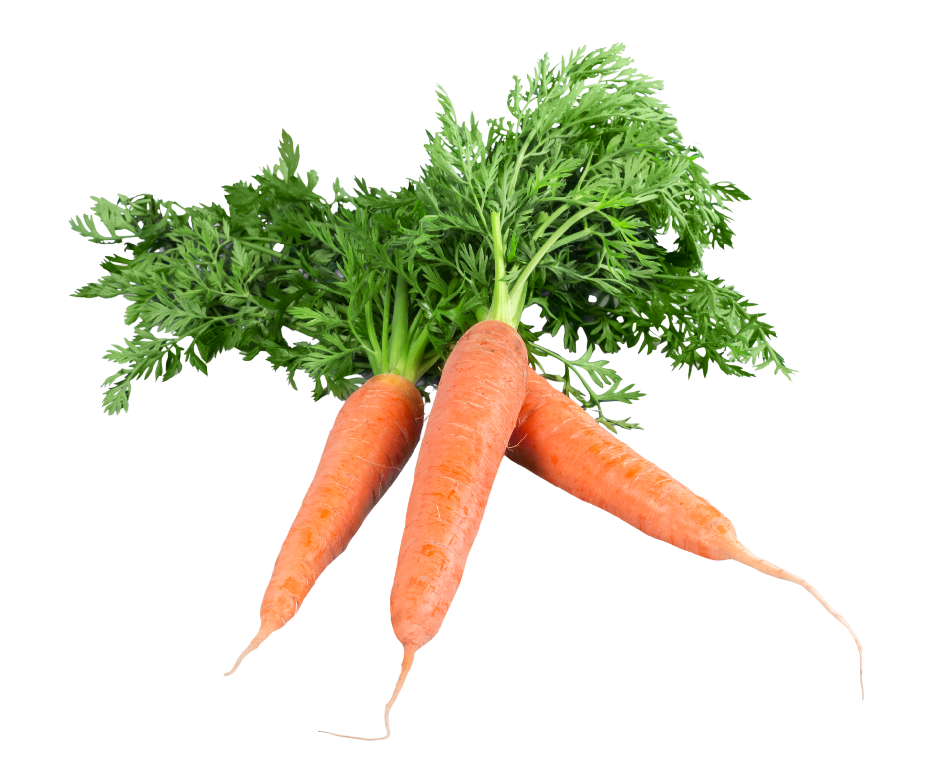 carrot zanahoria export spain