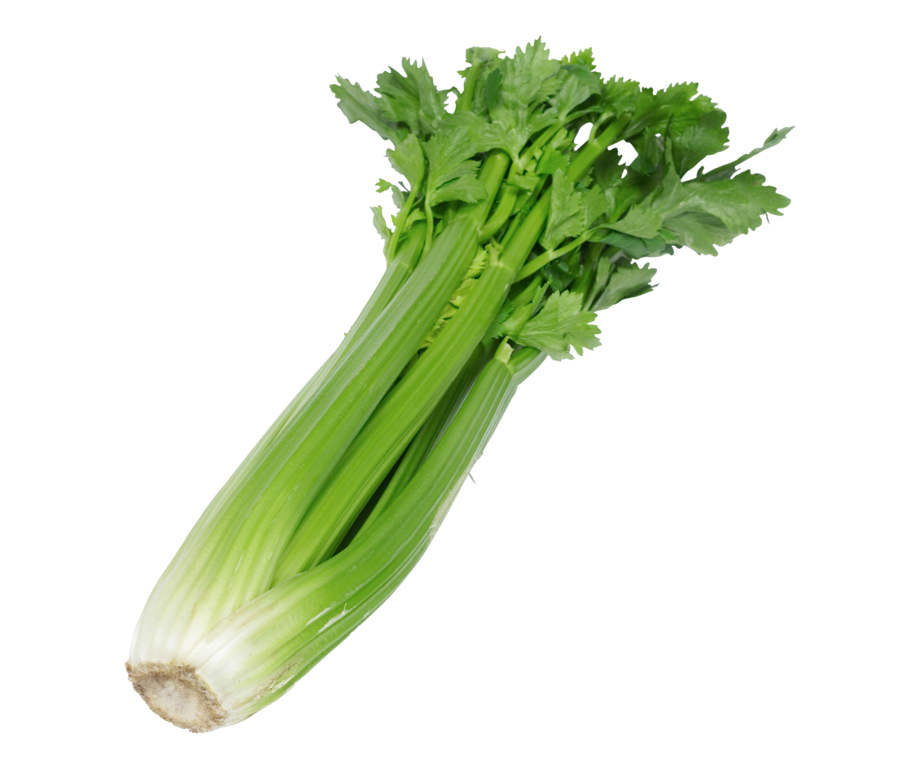celery apio export spain