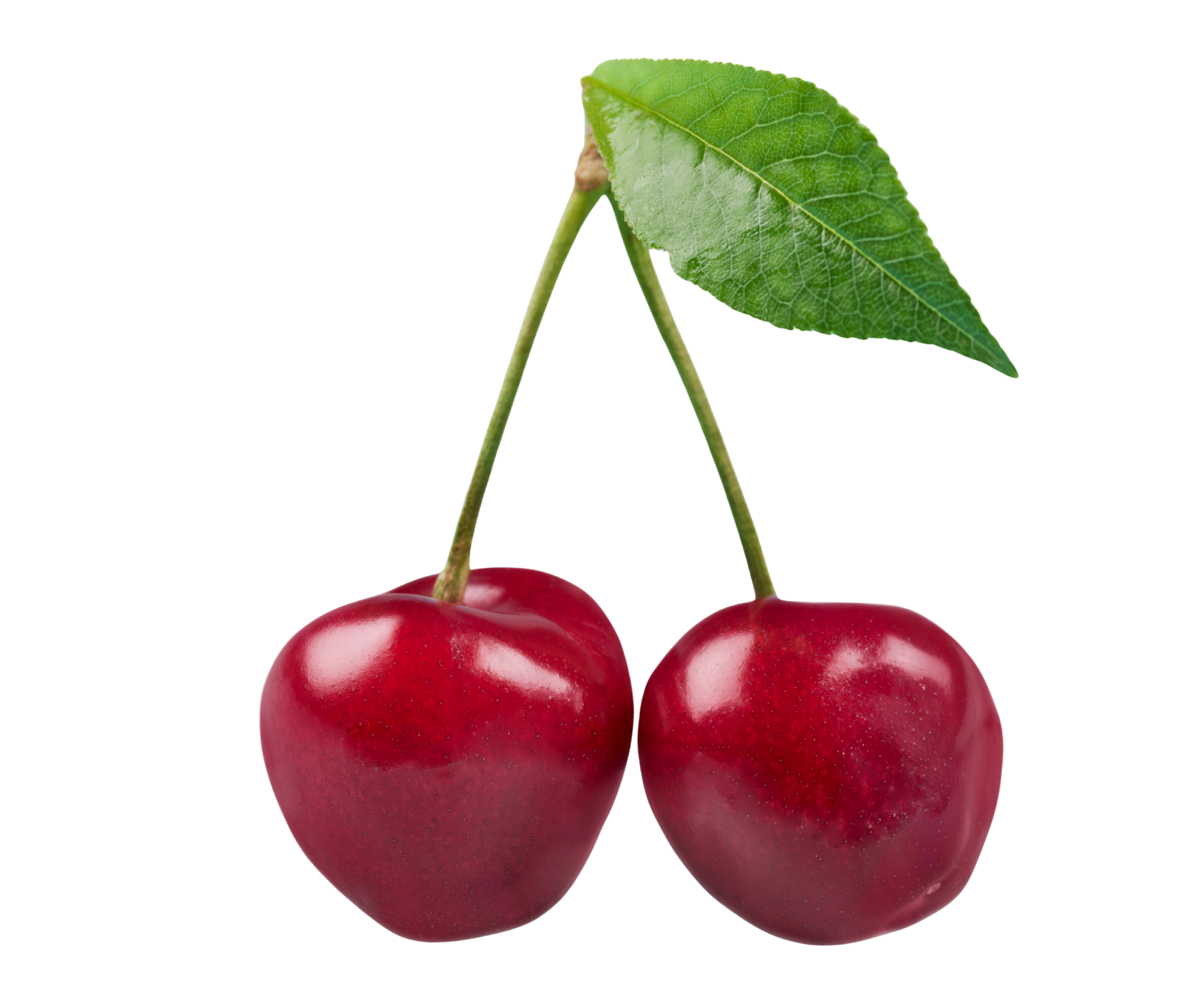 cherry cereza export spain