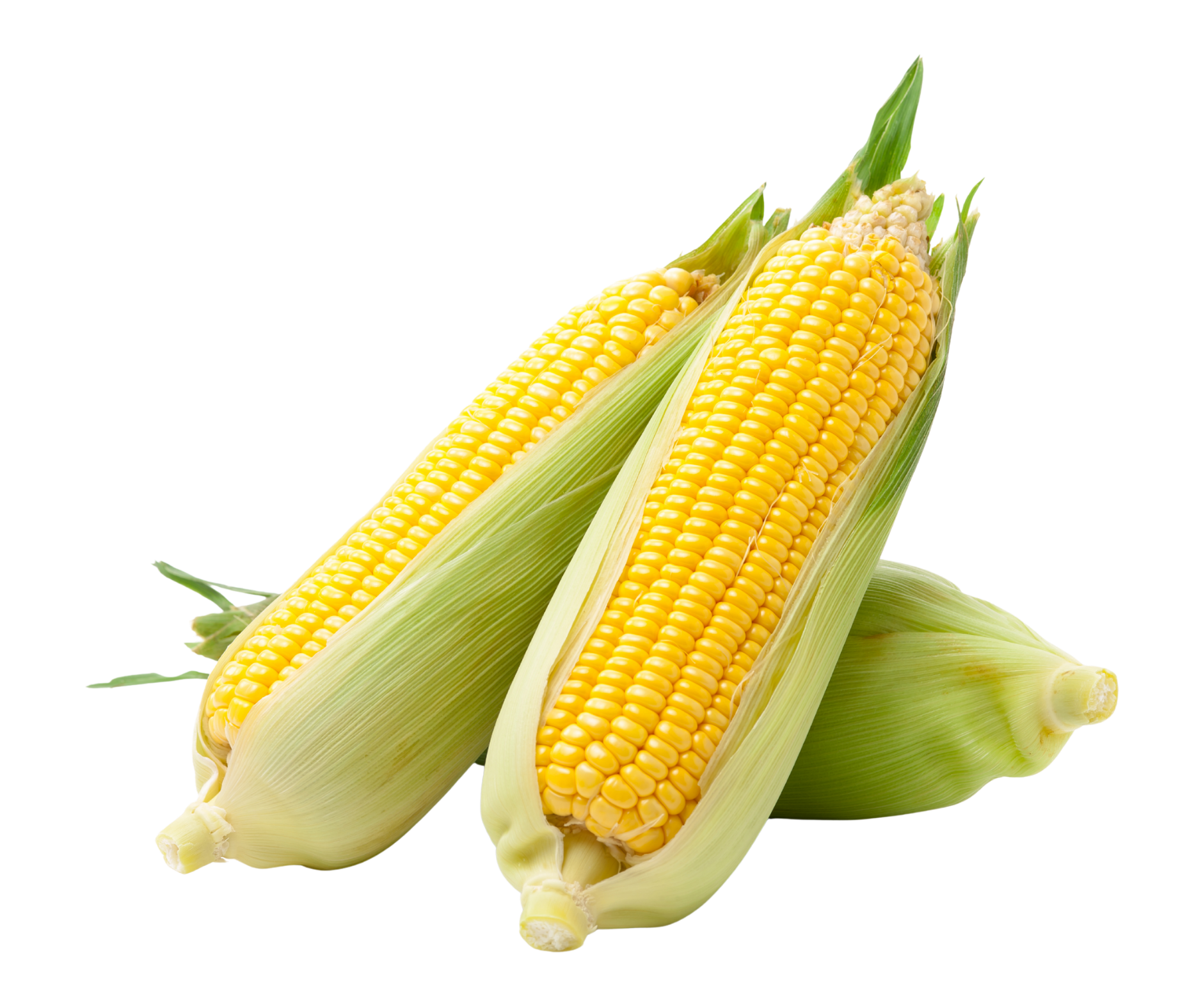 corn maiz export spain