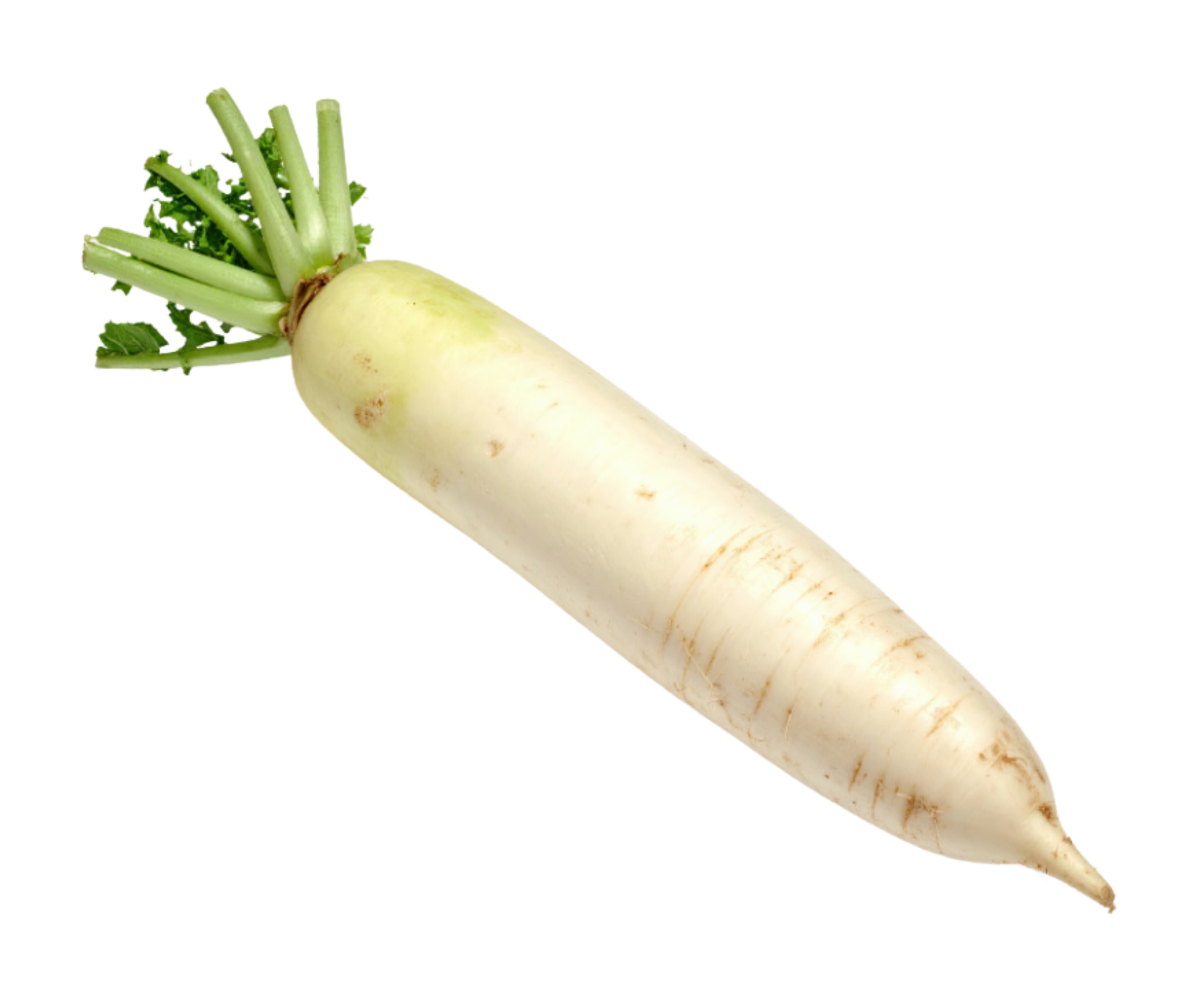 daikon nabo blanco japones export spain