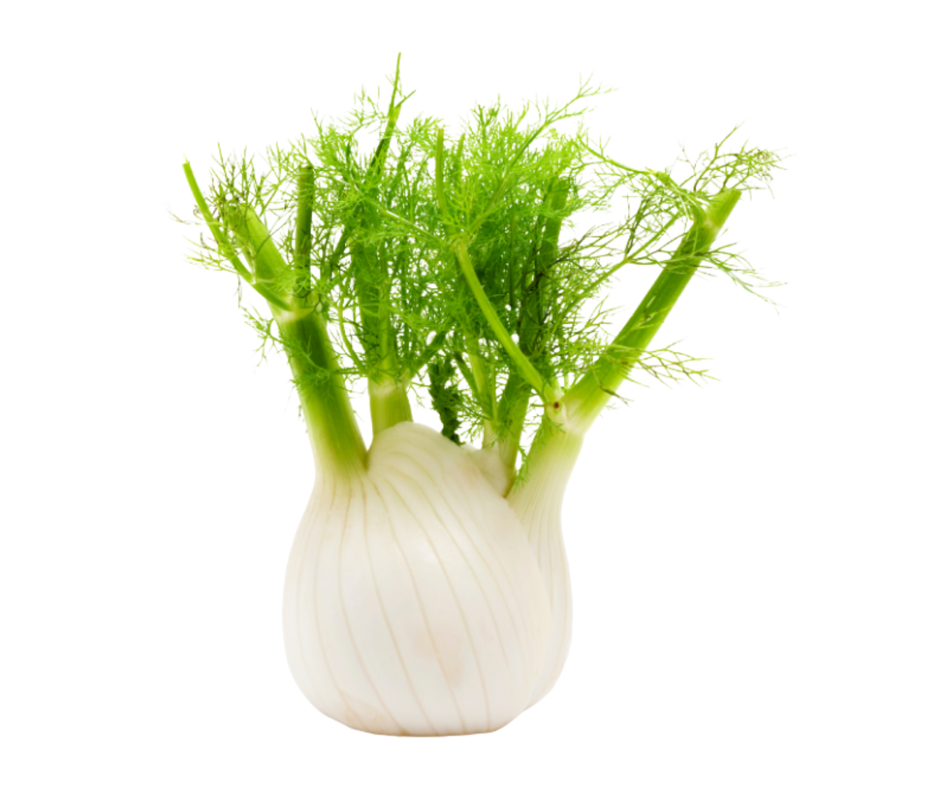 fennel hinojo export spain
