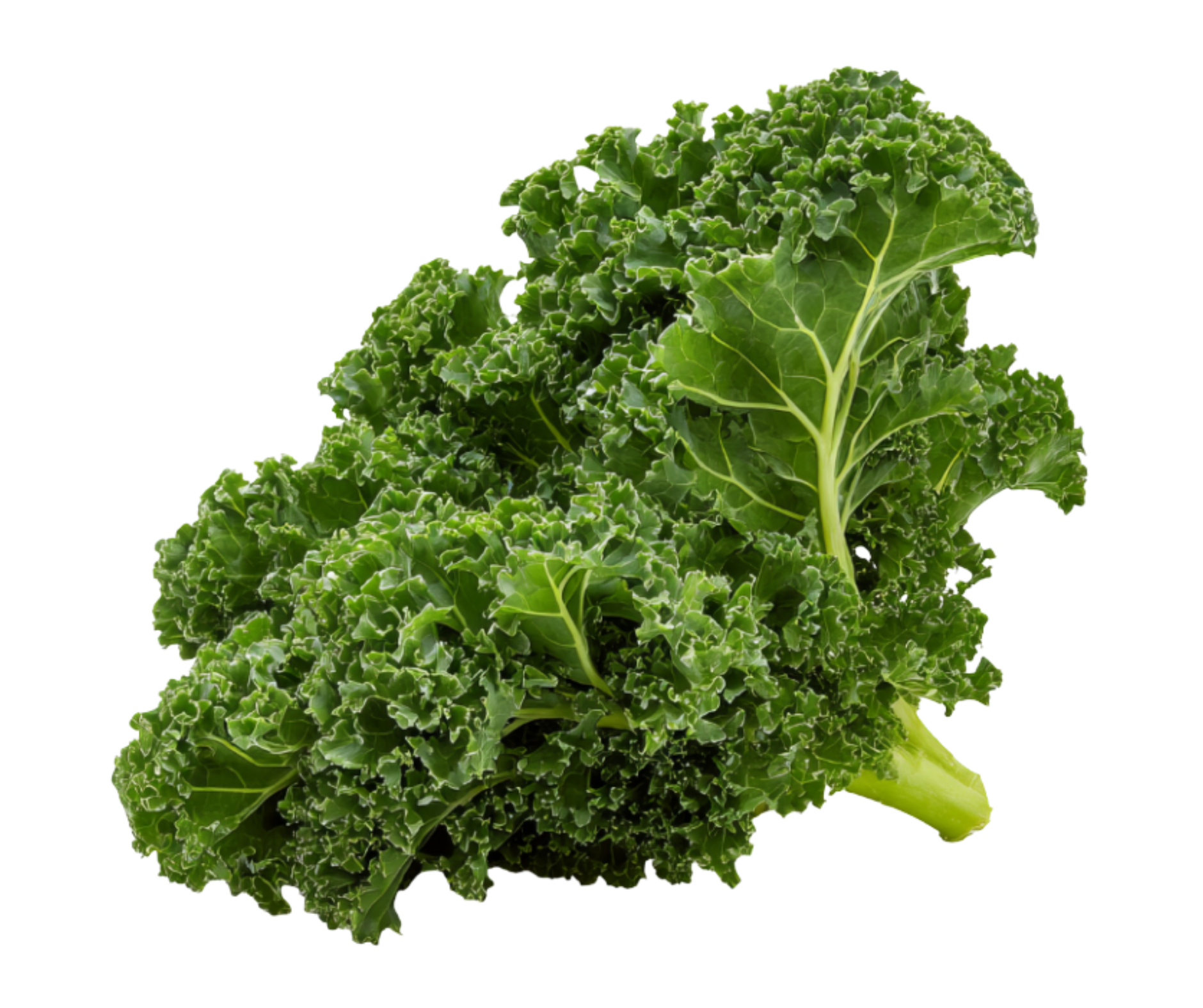 kale col rizada export spain