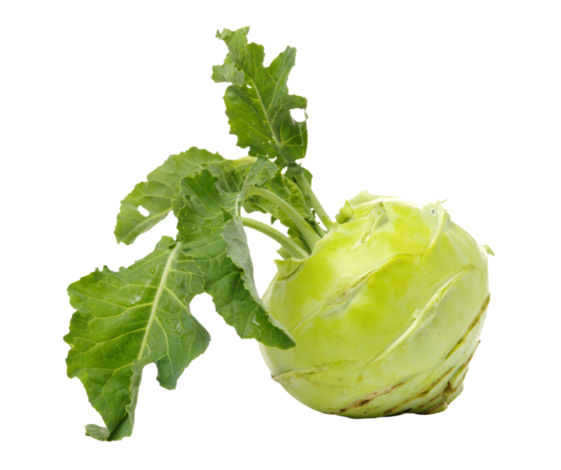 kholrabi colinabo export spain