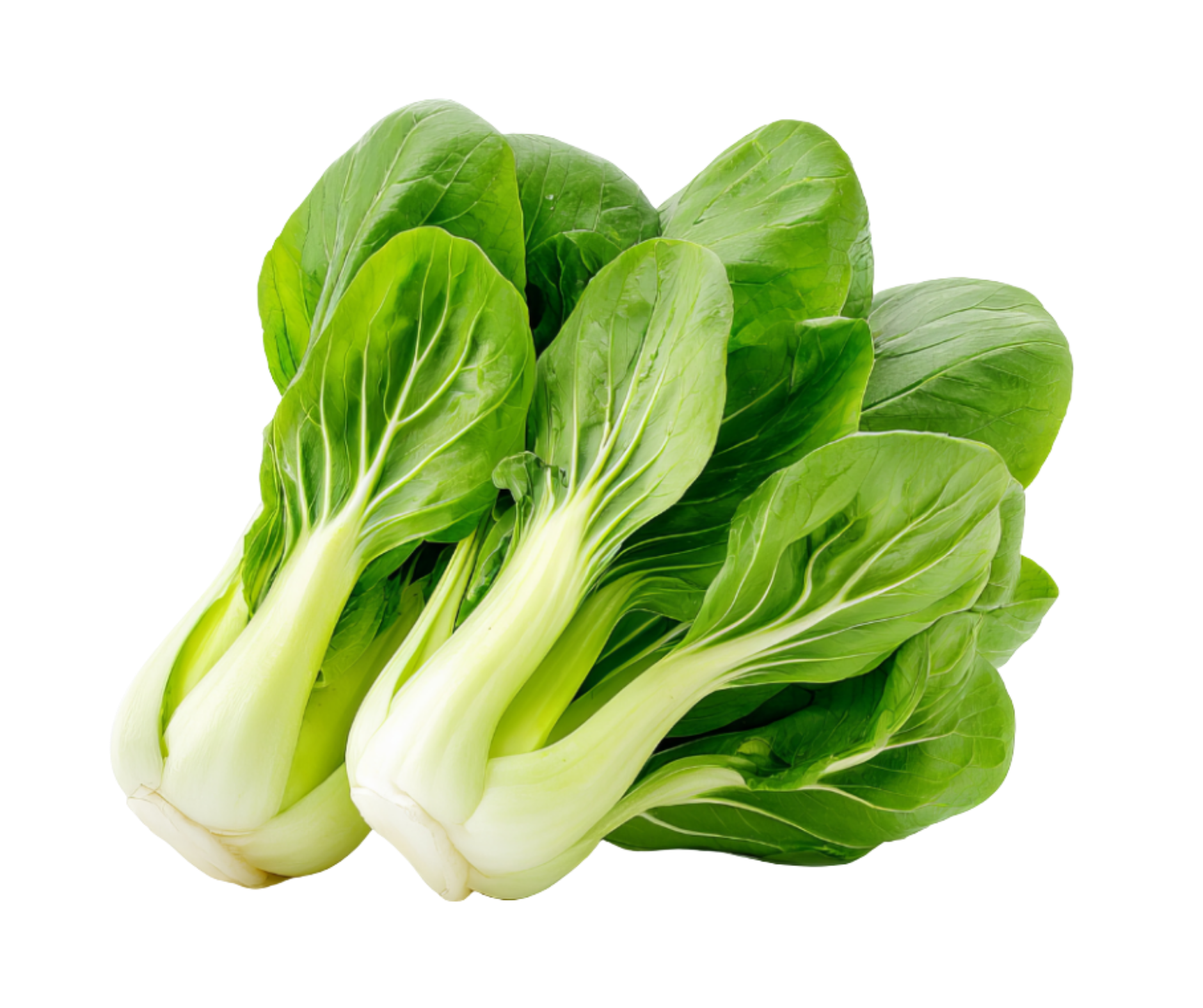 pakchoi export spain