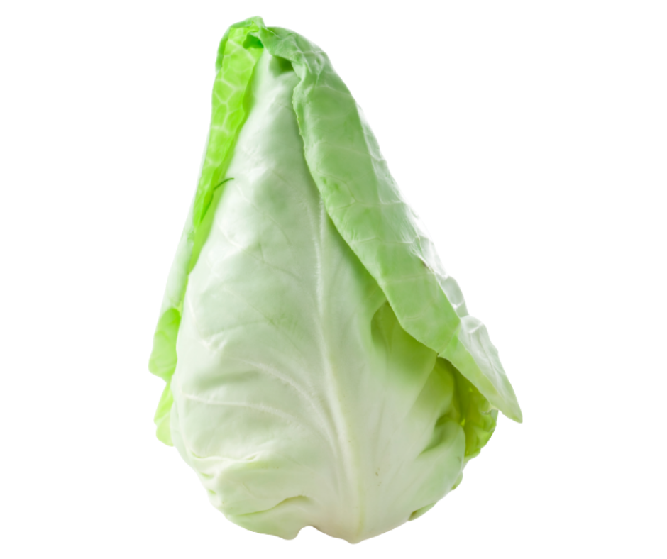 pointed cabbage col punta export spain