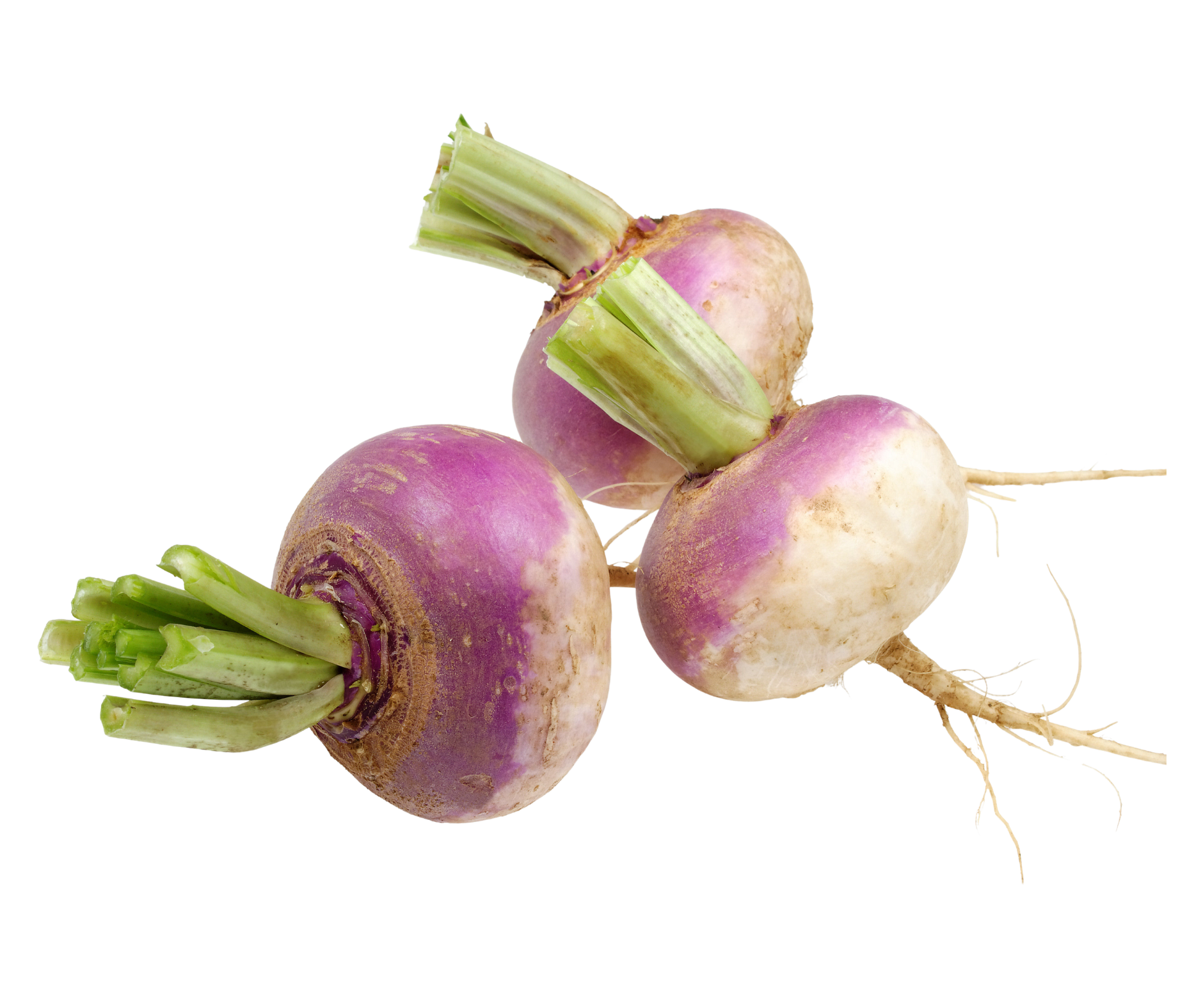 purple turnip nabo morado export spain