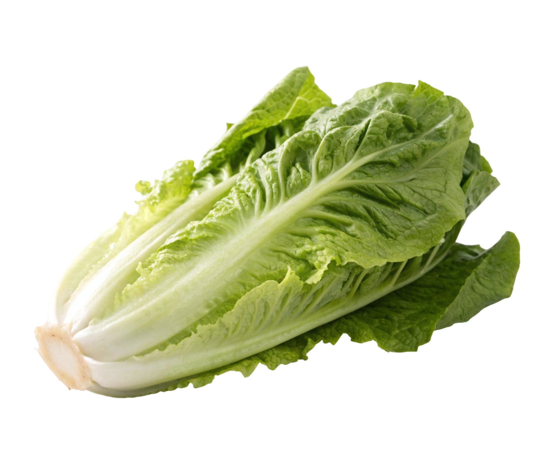 romaine lettuce lechuga romana
