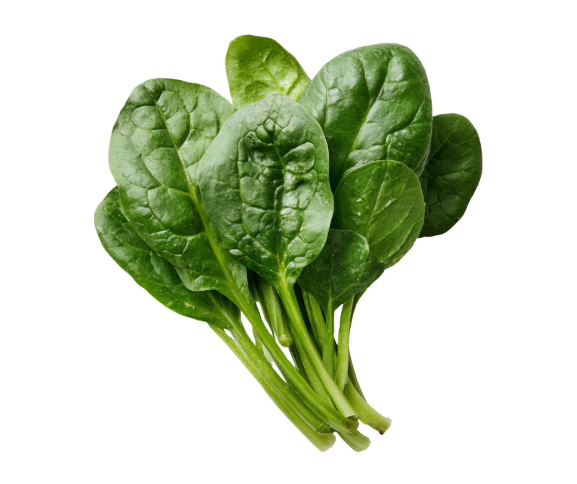 spinach espinaca export spain