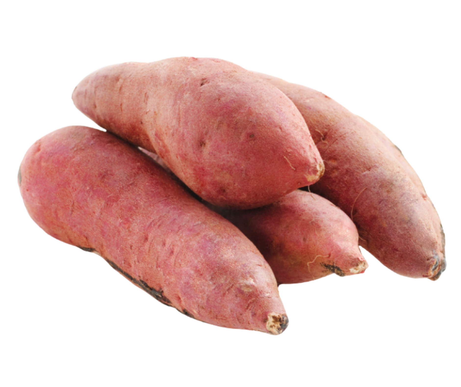 sweet potato boniato export spain