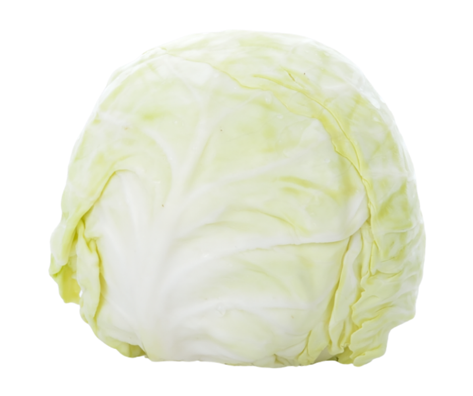 white cabbage col blanca export spain